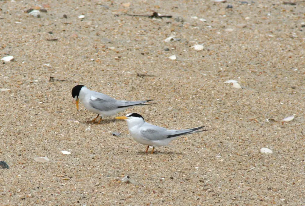 Two small least terns with black caps and yellow bills standing on bare sand