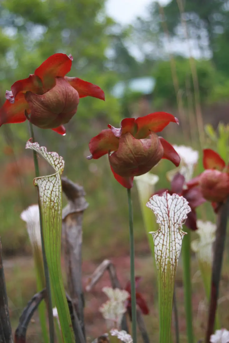 Red pitcher plant flowers and tall white-topped pitchers standing in a bog