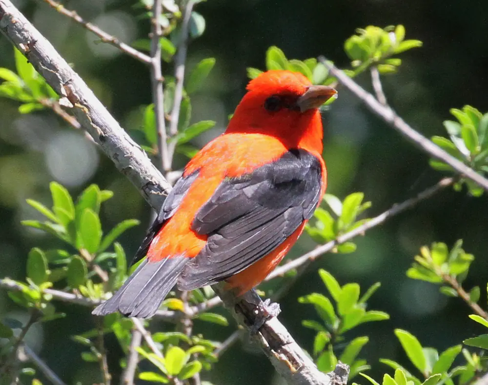 A male scarlet tanager with a bright red head and body and dark wings perched on a leafy branch