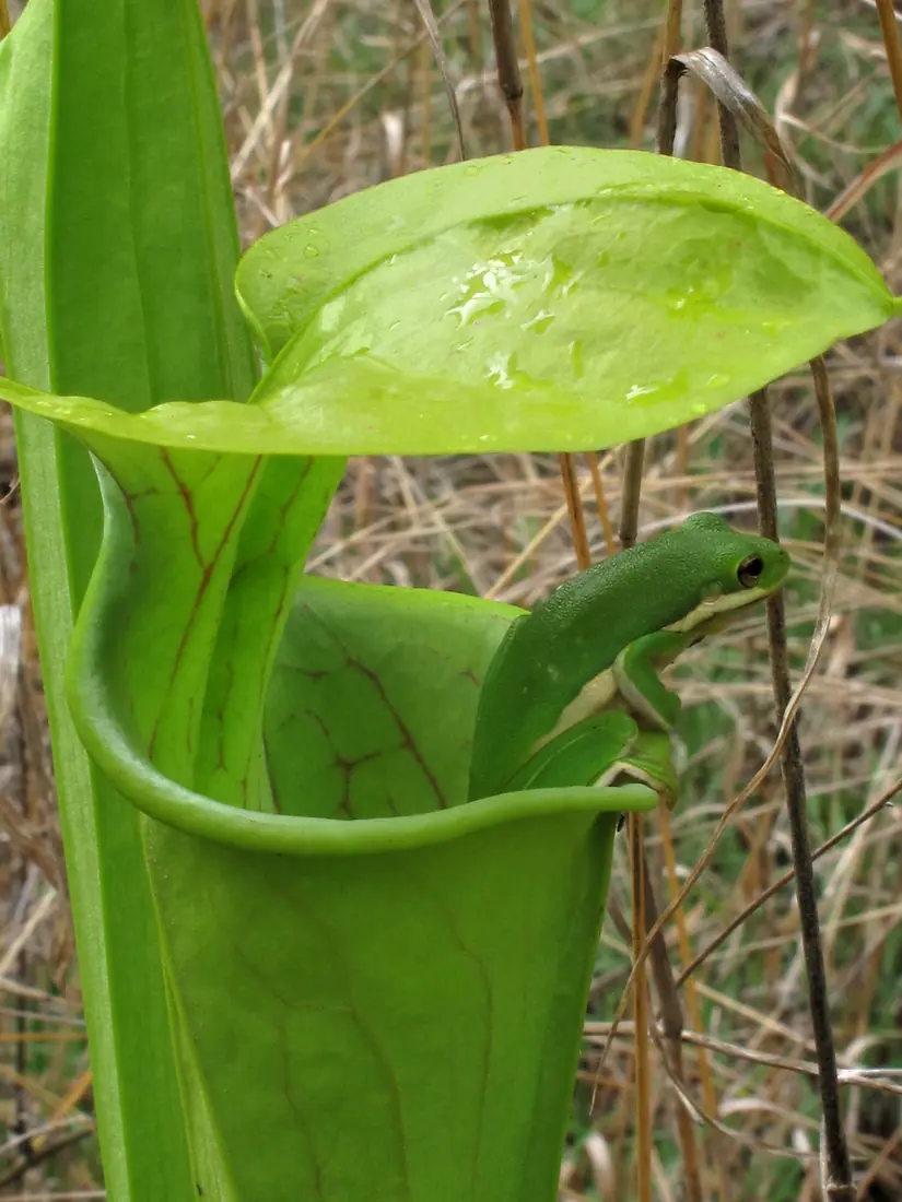 A green treefrog resting on the lip of a pitcher plant in a bog