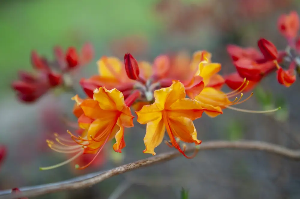 Orange and red native azalea flowers in bloom on a branch