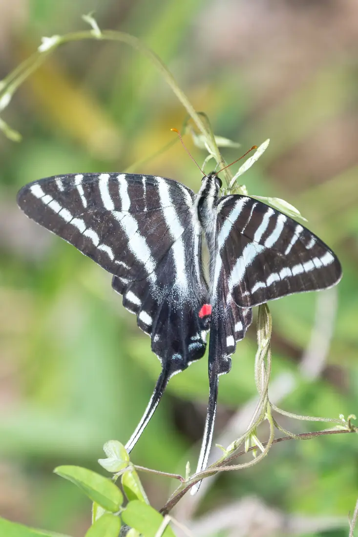 A zebra swallowtail butterfly with black and white stripes and long tails perched on a leaf