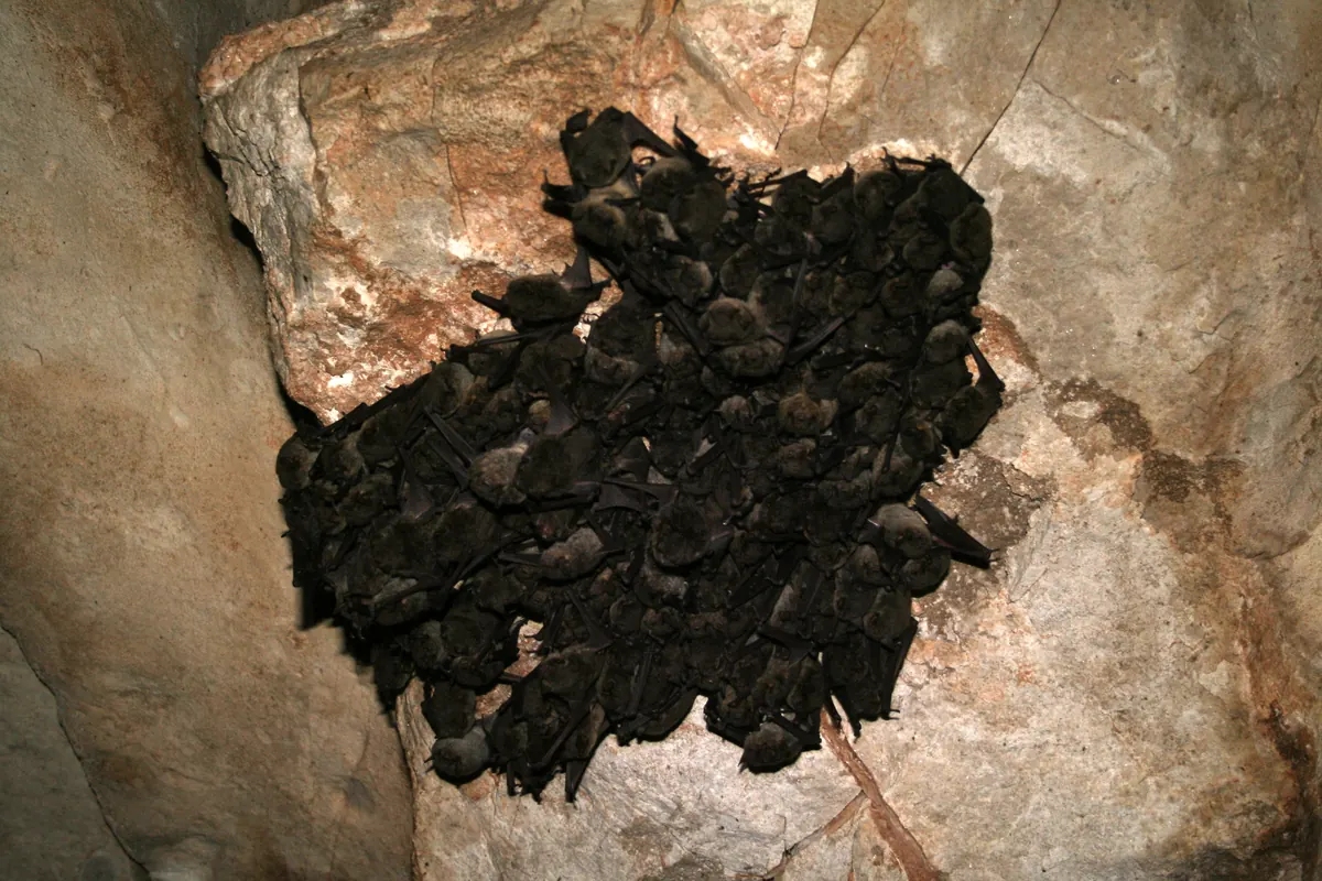 A dense cluster of small dark bats hanging together on a pale cave wall