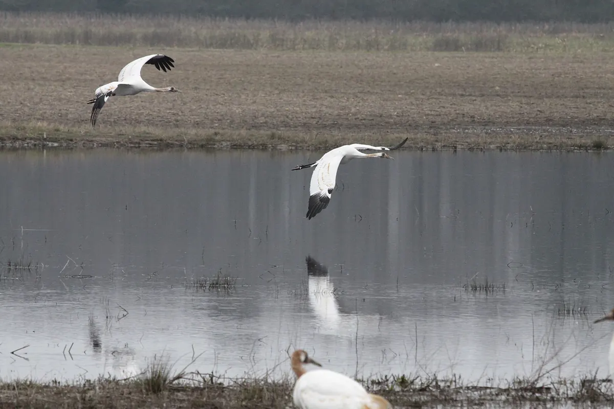 Two white whooping cranes with black wingtips flying low over shallow water beside a bare winter field