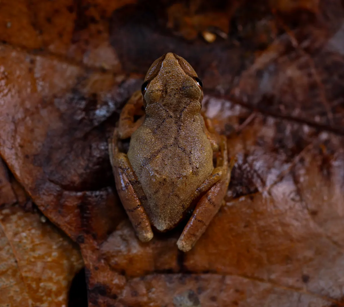 A small tan tree frog with a darker X-shaped mark on its back sitting on brown fallen leaves
