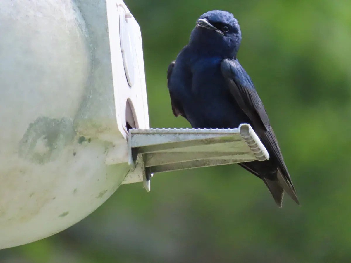 A glossy dark purple martin perched on the porch of a white gourd house