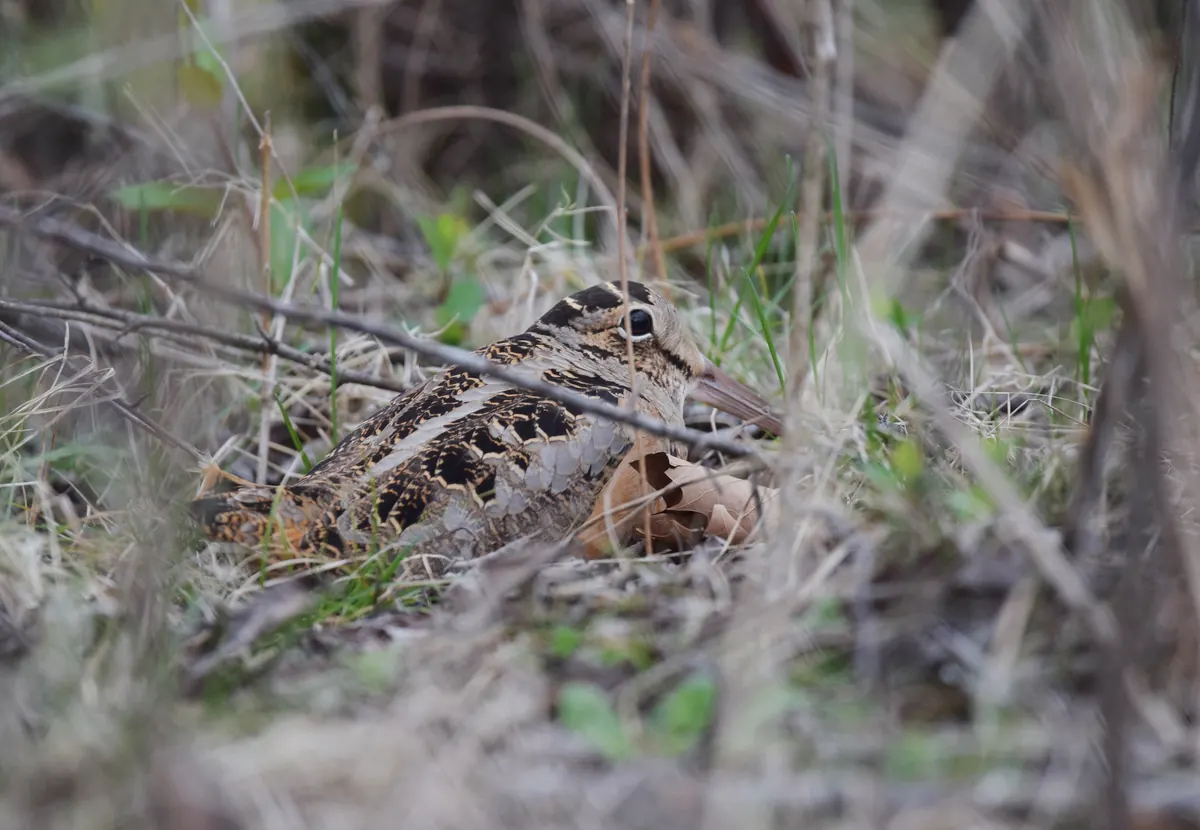 An American woodcock crouched in dry grass and leaf litter, its mottled brown plumage blending in