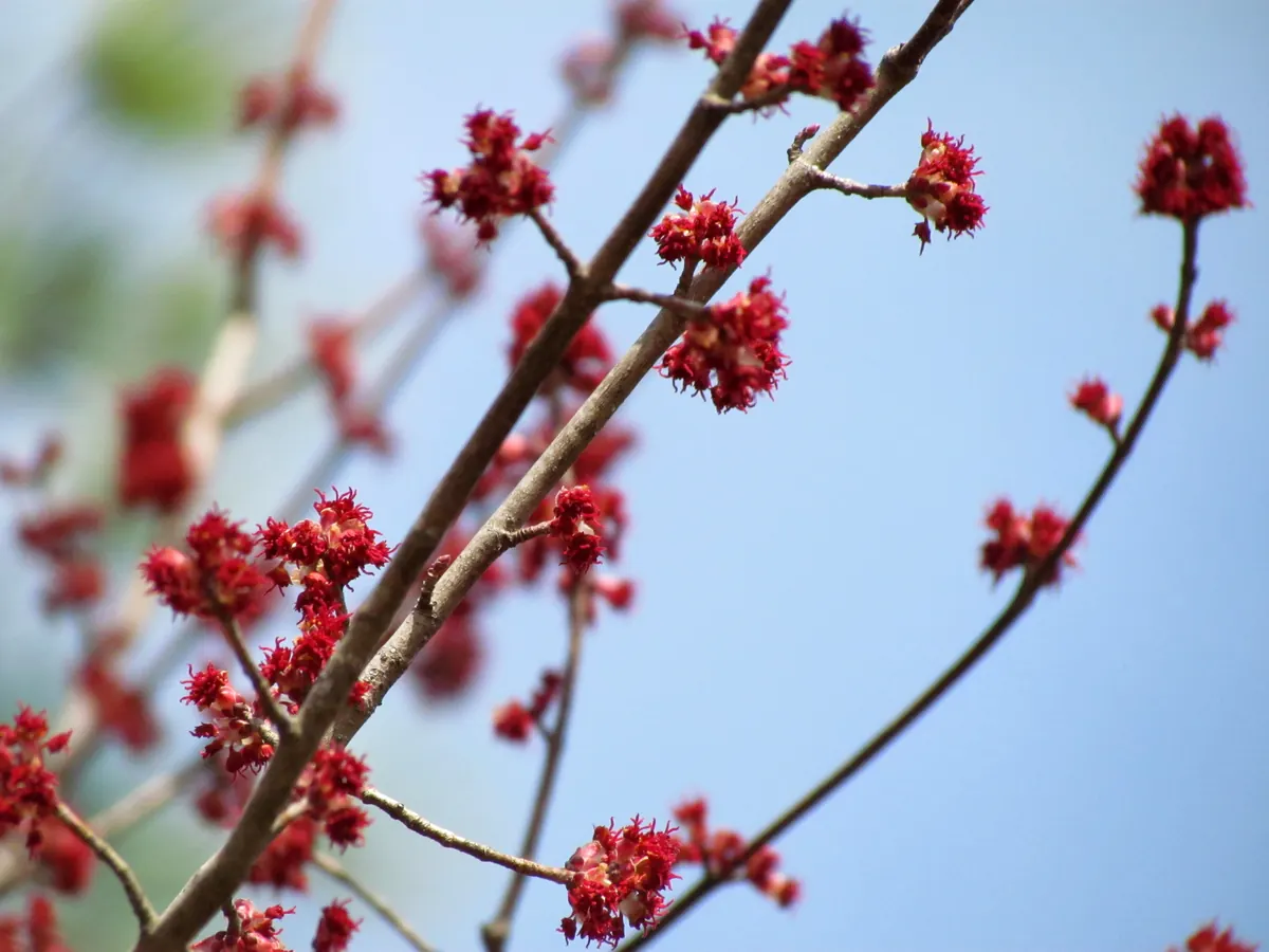 Clusters of small red maple flowers on bare twigs against a pale blue sky