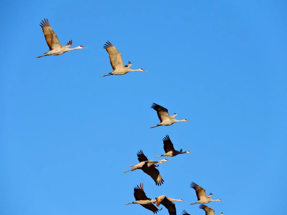 A loose line of sandhill cranes flying with outstretched necks against a clear blue sky, lit by low sun