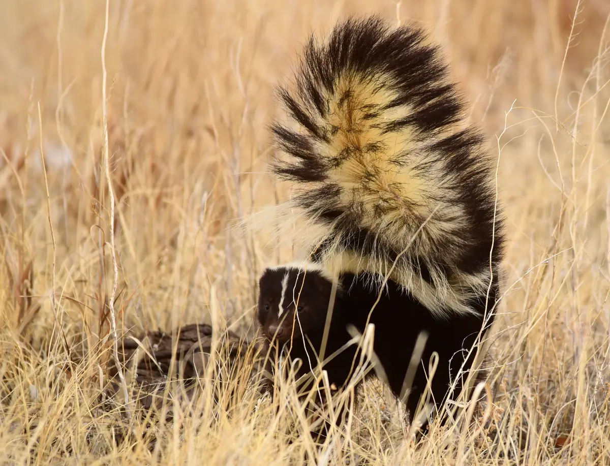 A striped skunk walking through dry grass with its black and white tail raised