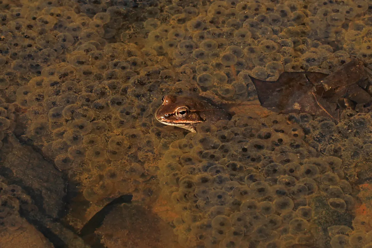 A brown wood frog with a dark eye mask floating among dozens of jelly egg masses in a shallow woodland pool