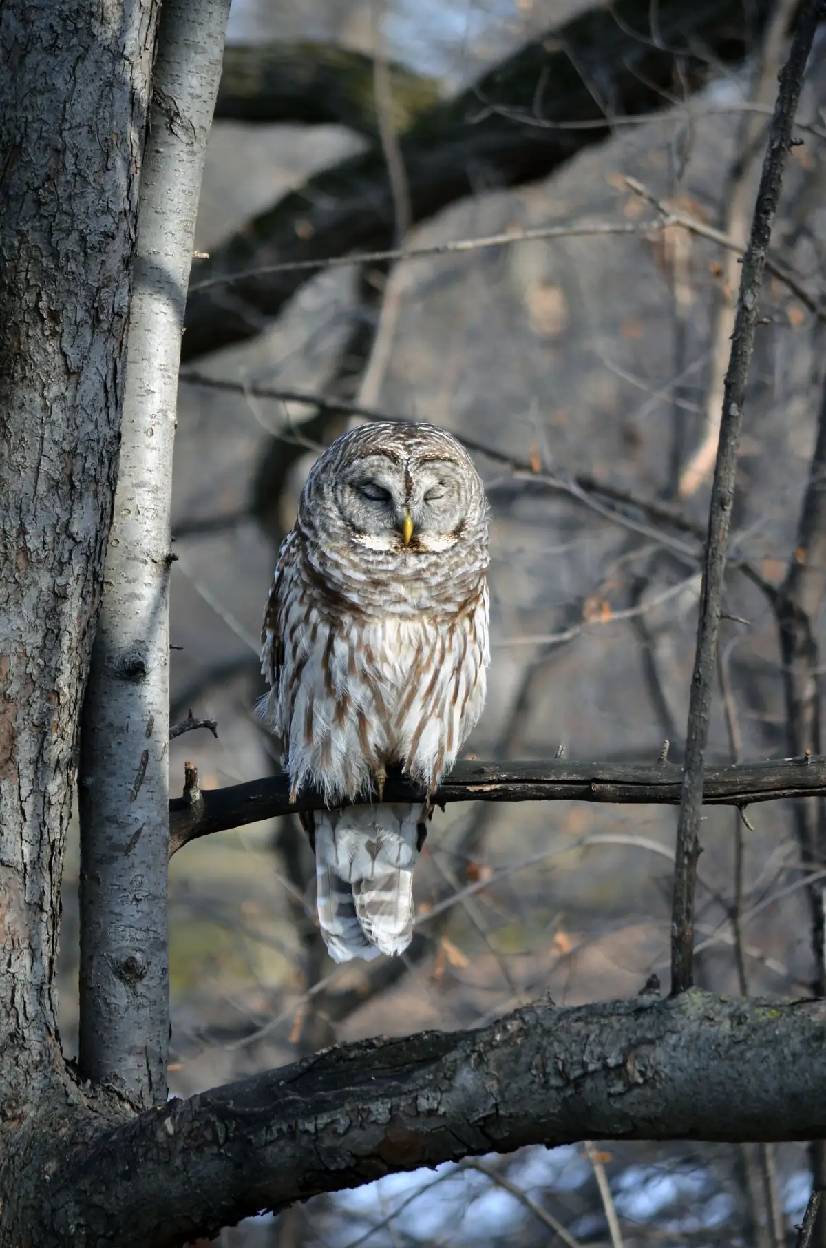 A gray-brown barred owl with dark eyes and streaked breast perched in a leafless tree