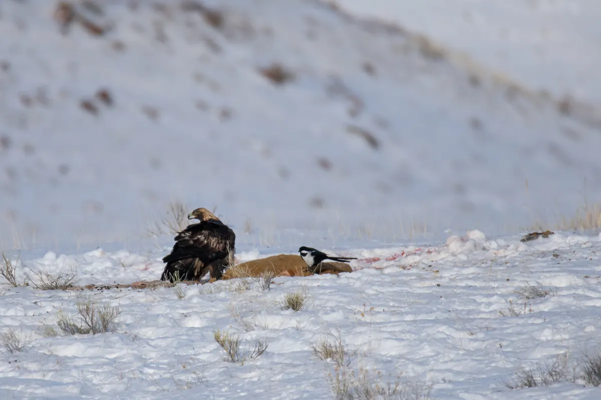 A golden eagle feeding at a deer carcass on a snowy hillside, with a magpie waiting nearby