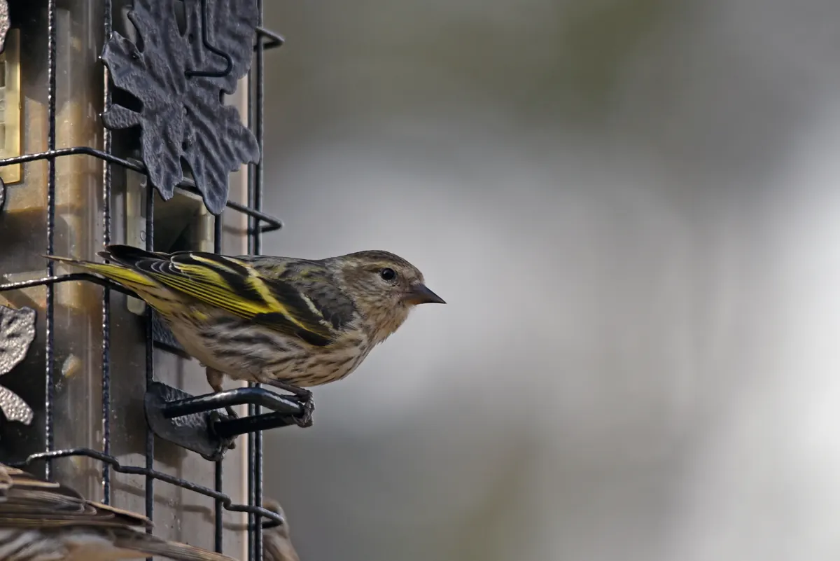 A small streaky brown finch with yellow wing bars clinging to a hanging seed feeder