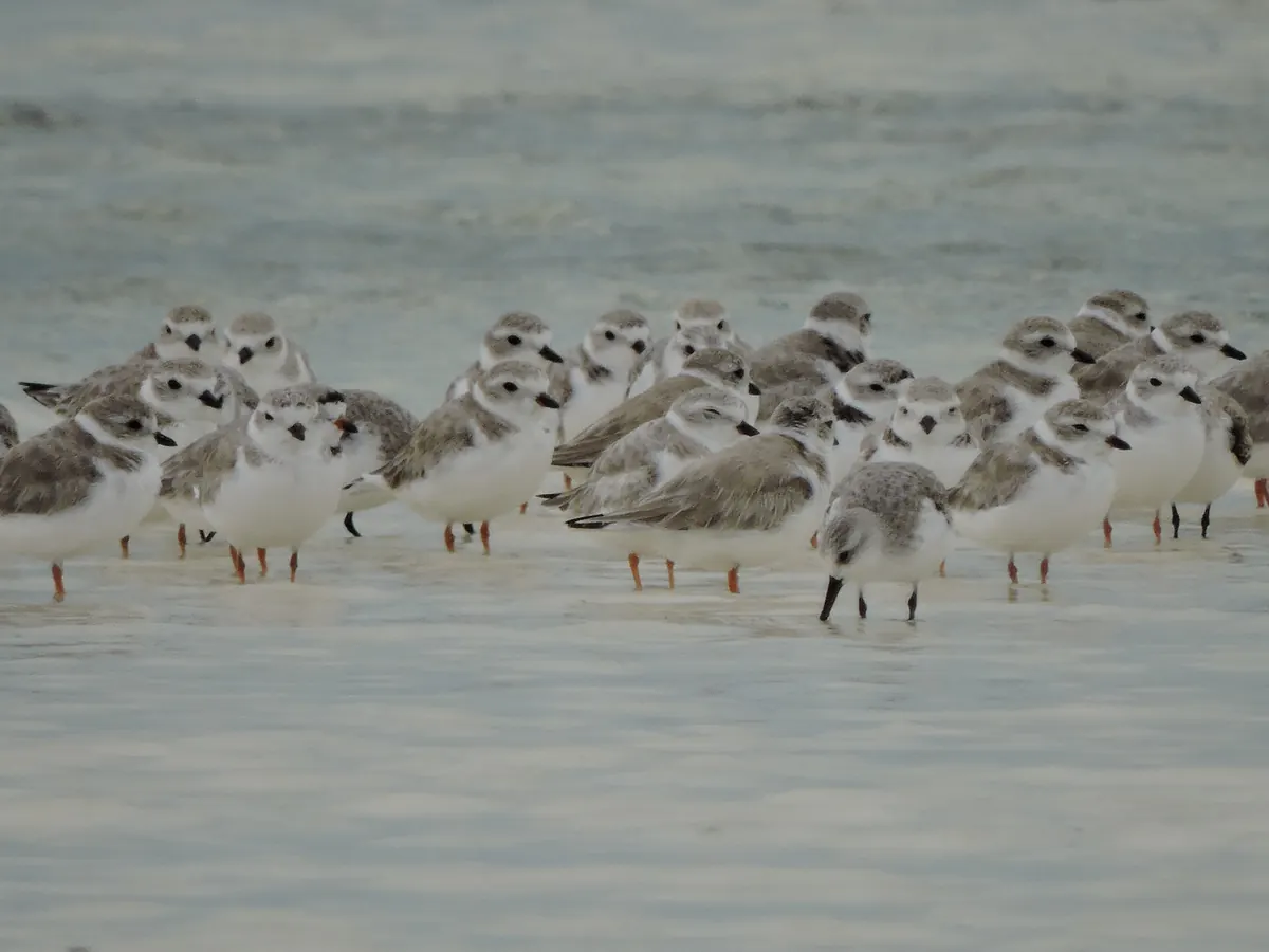 A flock of small, pale piping plovers standing in shallow water on a beach