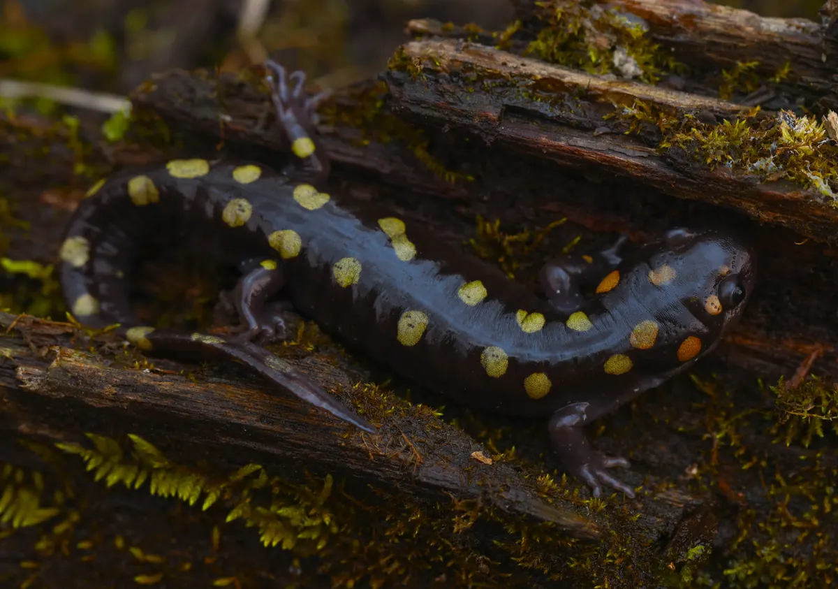 A glossy black salamander with two rows of yellow spots resting on a mossy log