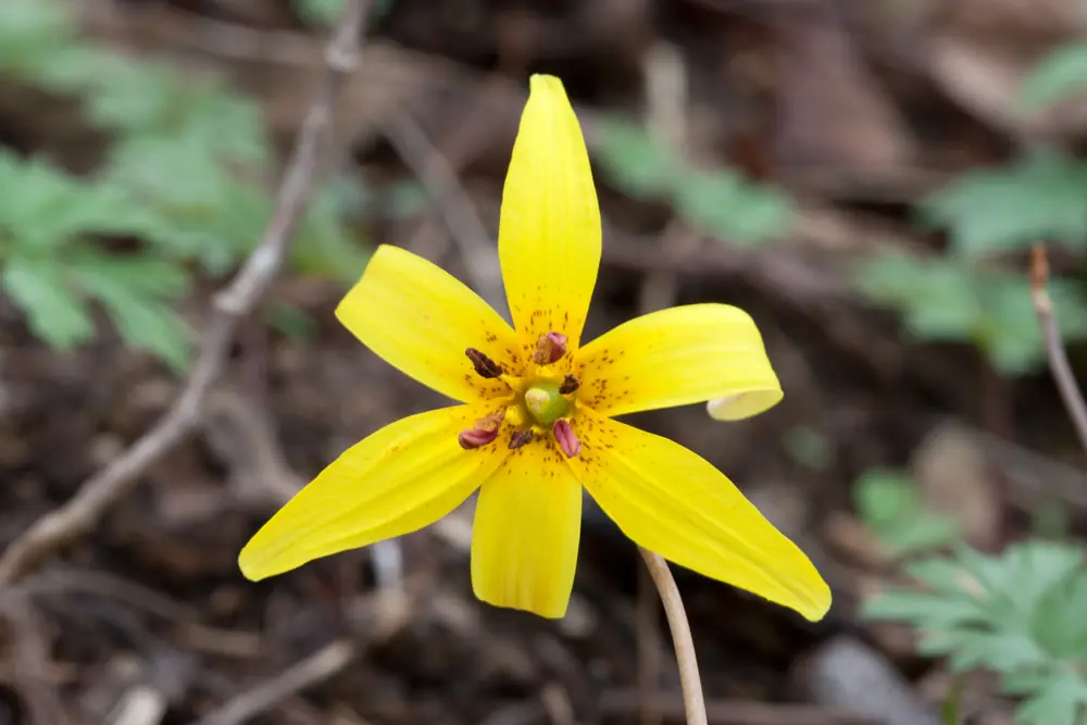 A yellow trout lily with six swept-back petals open above green leaves on the forest floor