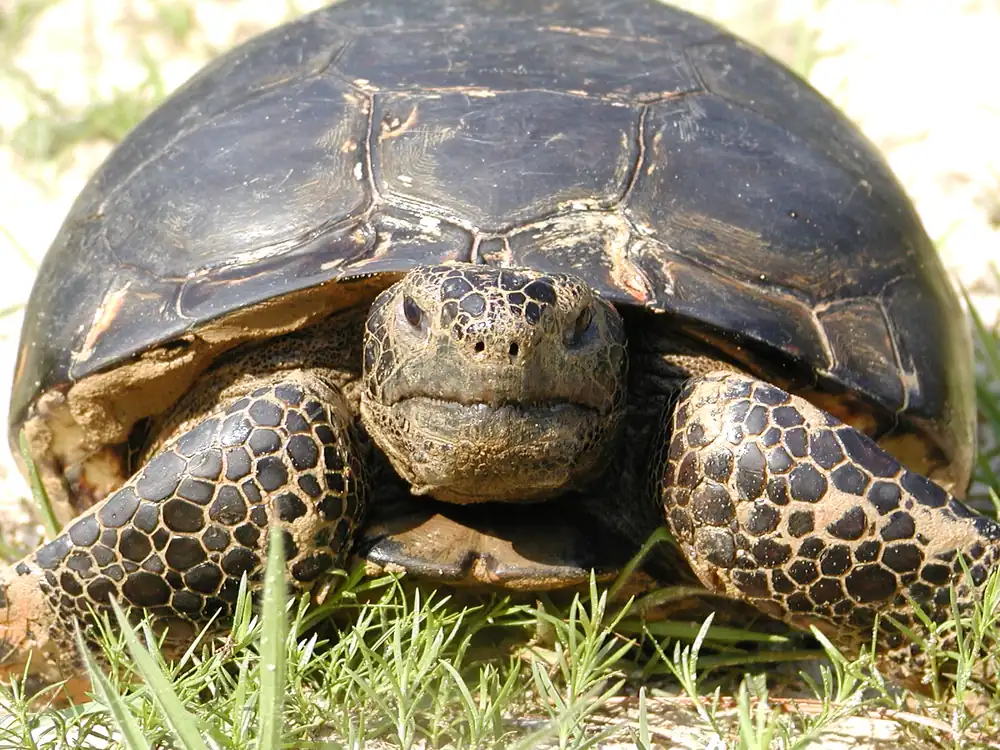 A gopher tortoise facing the camera with its domed shell and scaly front legs on sandy ground with grass