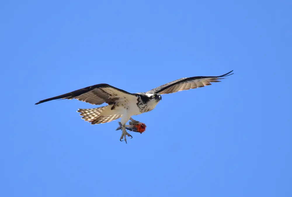 An osprey perched with the remains of a fish clutched in its talons