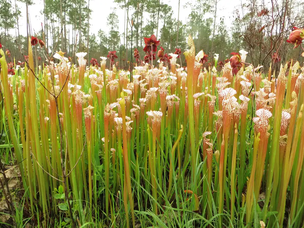 A cluster of tall white-topped pitcher plants with red-veined hoods standing in a grassy bog