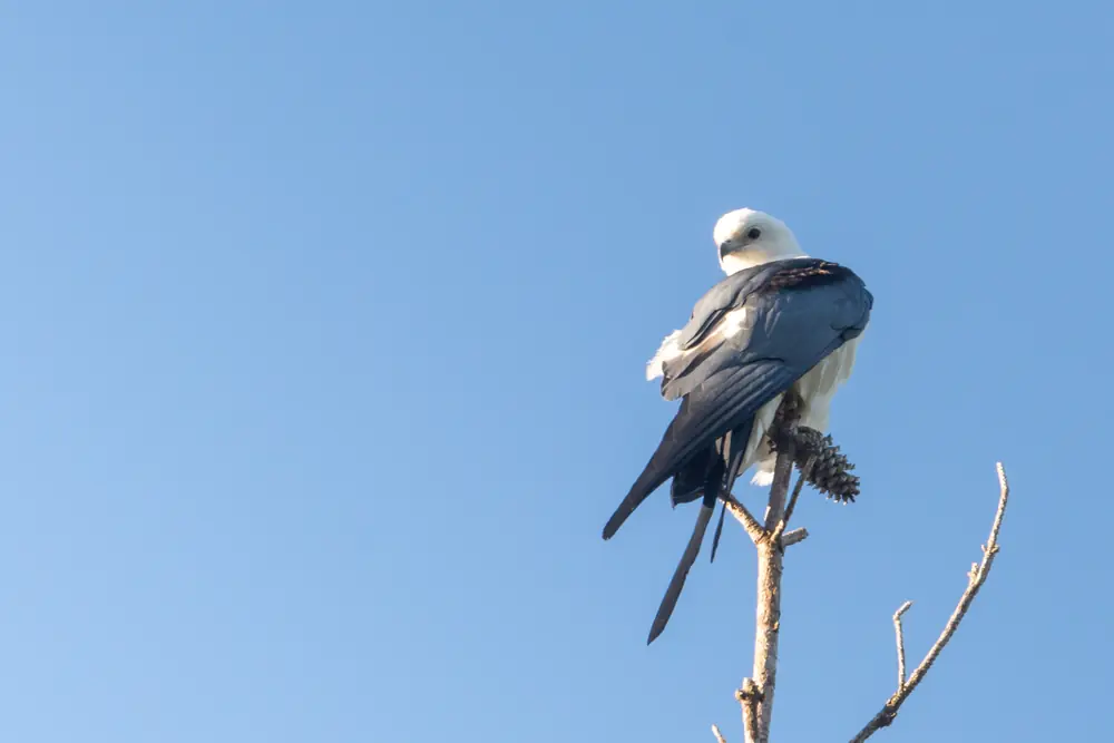 A swallow-tailed kite in flight with white underparts, black wings and a deeply forked tail