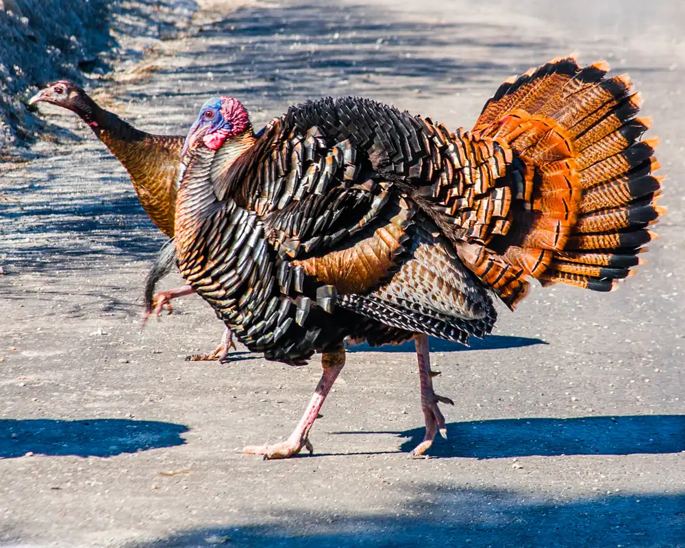Wild turkeys standing on open ground at the edge of the woods