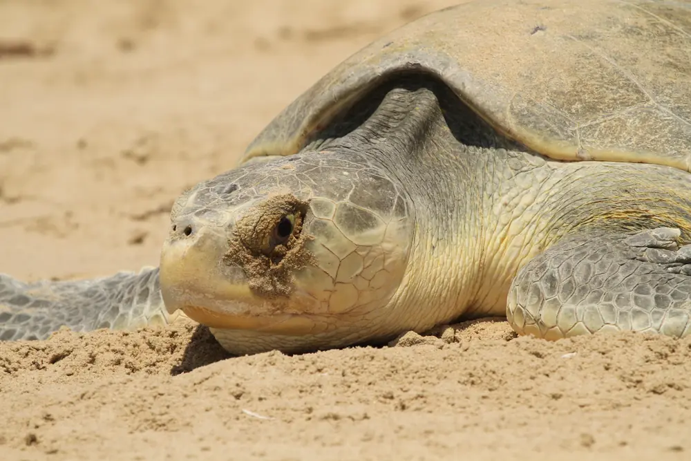 A Kemp's ridley sea turtle crawling across the sand toward the surf after laying eggs