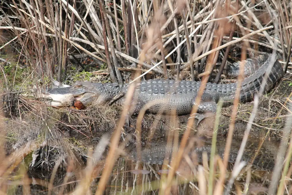 An American alligator resting on a reedy bank at the water's edge