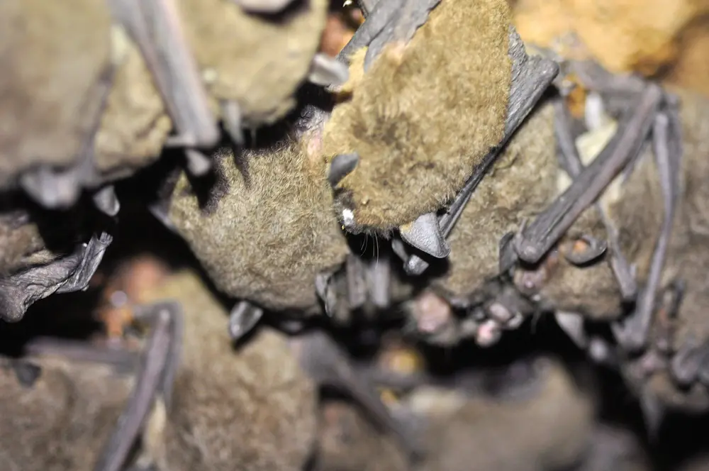 A gray bat with short gray-brown fur photographed up close