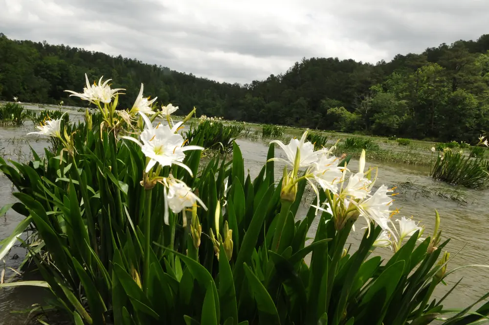 Clusters of white Cahaba lily flowers blooming among rocks in the Cahaba River