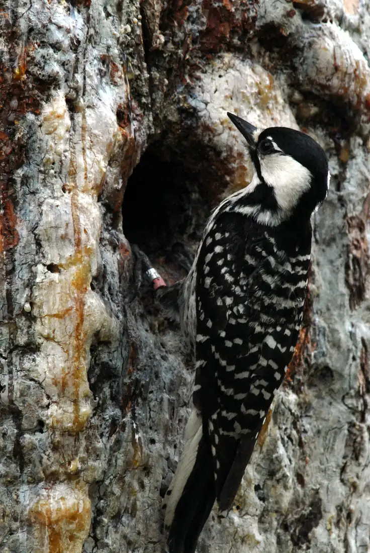 A red-cockaded woodpecker clinging to a longleaf pine beside a nest cavity as it feeds young