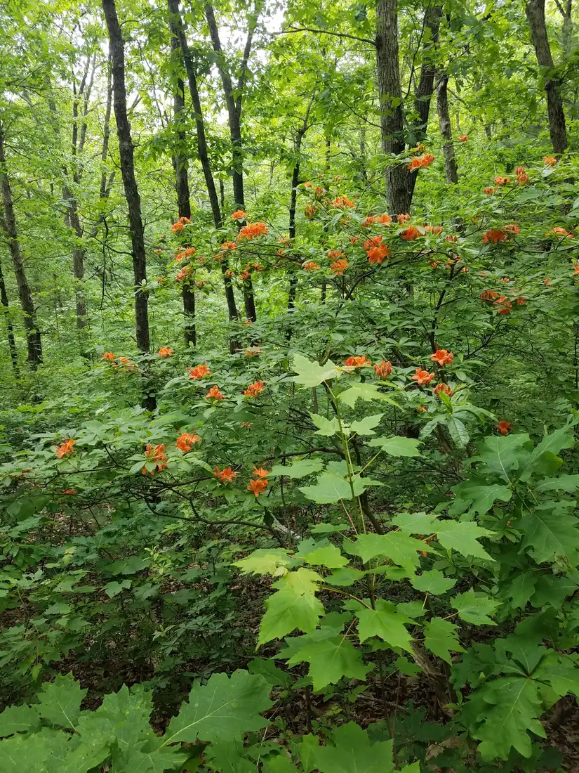 Orange flame azalea flowers blooming on shrubs in a green hardwood forest