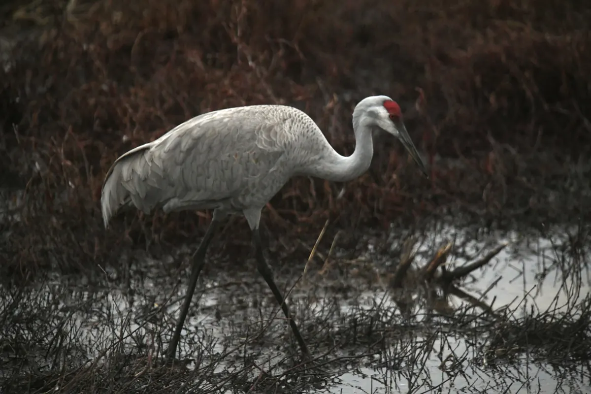 A gray sandhill crane with a red crown walking through wet grass and brown winter vegetation