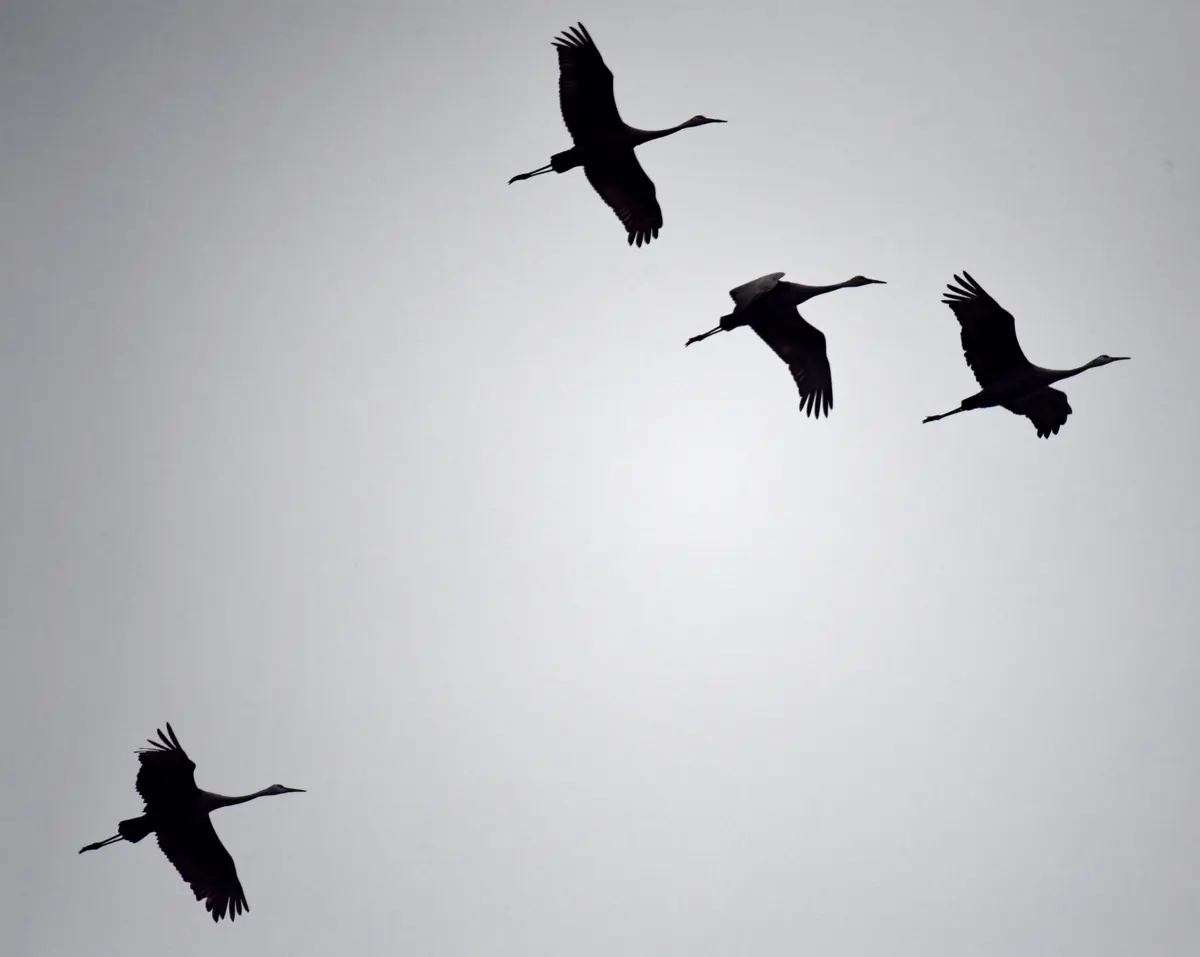 Four sandhill cranes in flight, dark silhouettes with long necks and legs against a pale gray sky