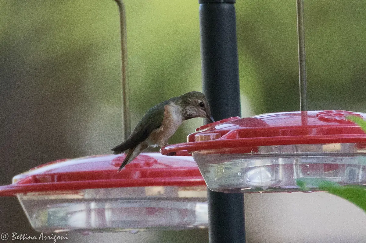 A small green-backed hummingbird with rusty flanks perched at a red sugar-water feeder