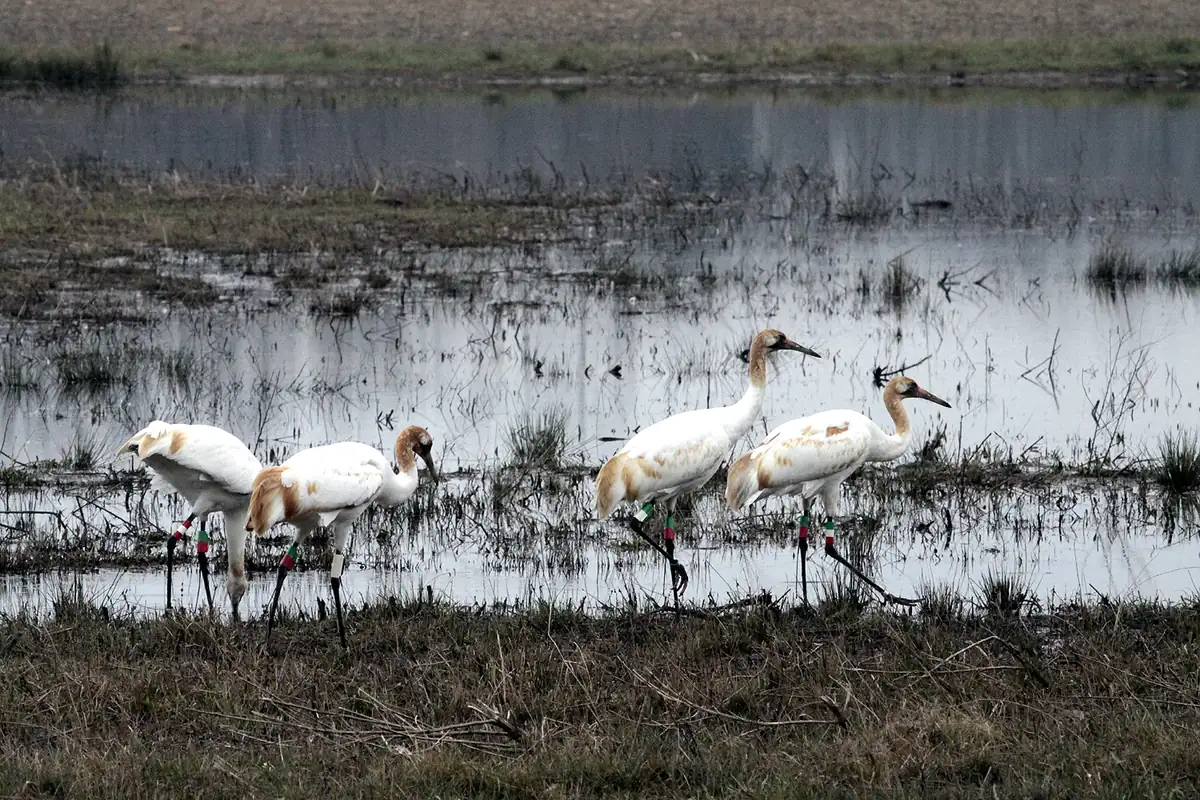 Young whooping cranes, white with rusty patches, feeding on the ground