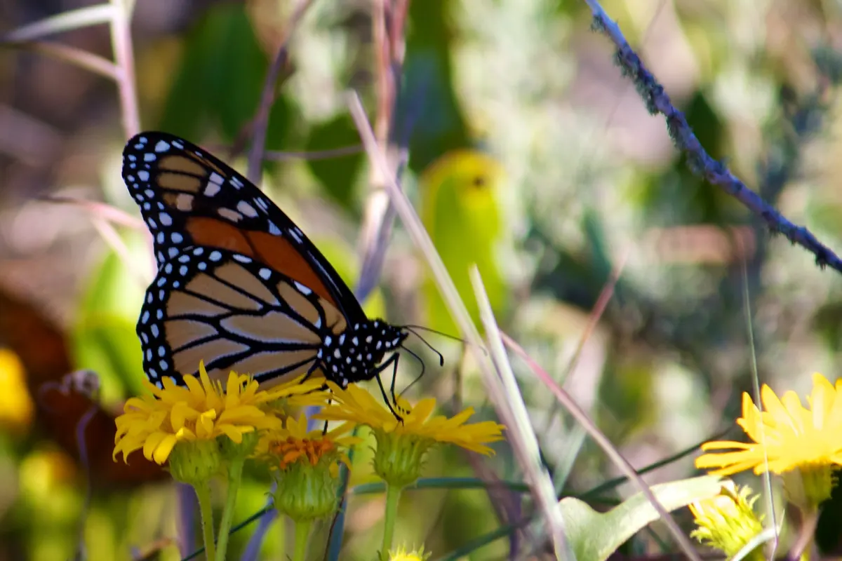 An orange and black monarch butterfly at a coastal wildlife refuge