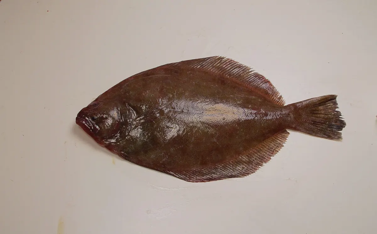 A southern flounder, a flat, mottled brown fish with both eyes on one side of its head