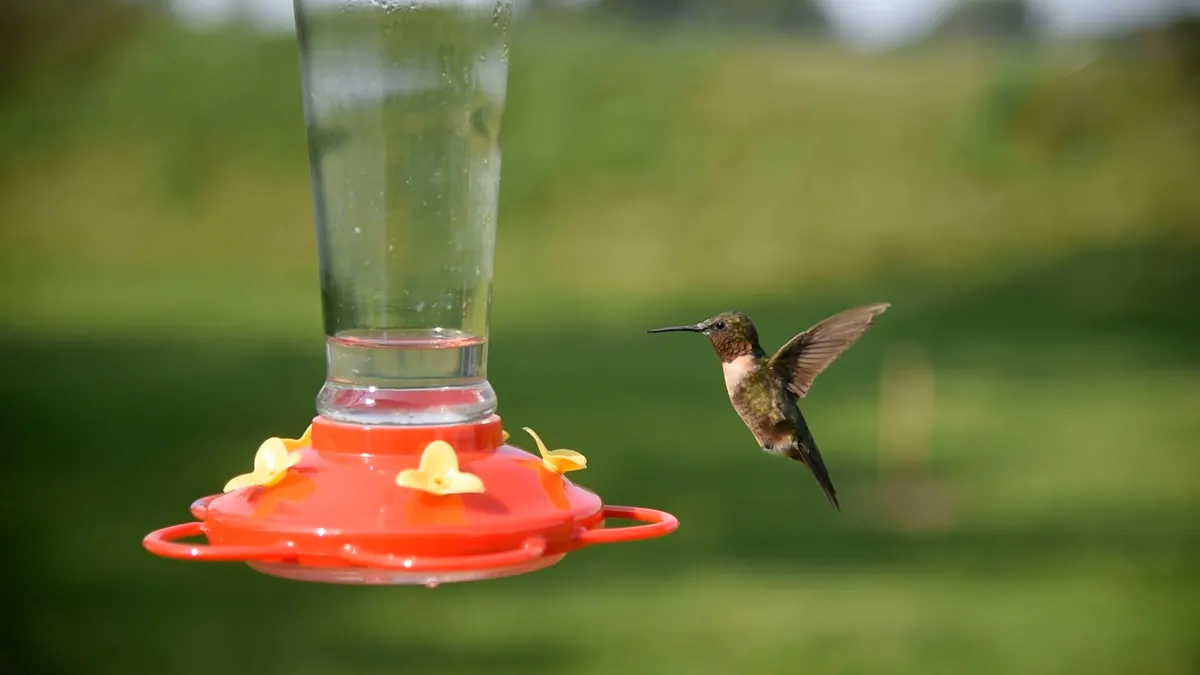 A male ruby-throated hummingbird with a red throat hovering beside a feeder