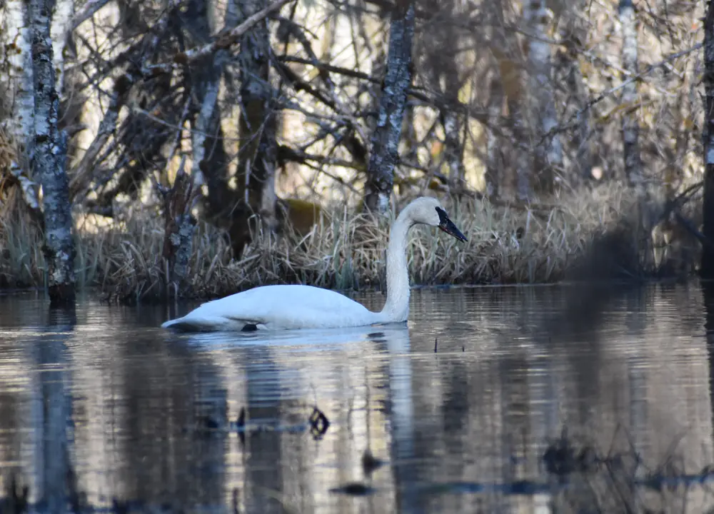 A white trumpeter swan with a black bill swimming on dark water among reeds and bare birch trunks