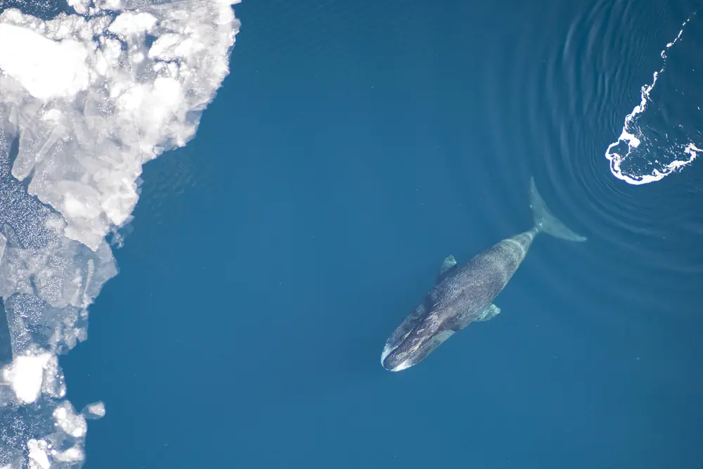 An aerial view of a dark bowhead whale swimming in blue water beside broken white sea ice