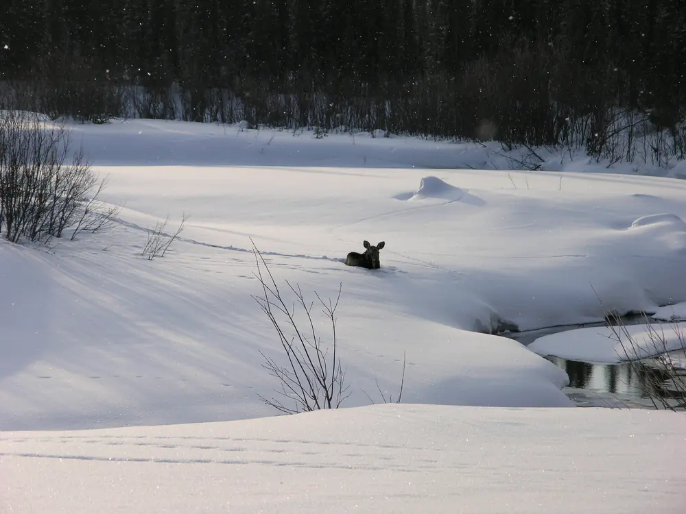 A moose standing in deep snow beside a small open creek with dark spruce behind