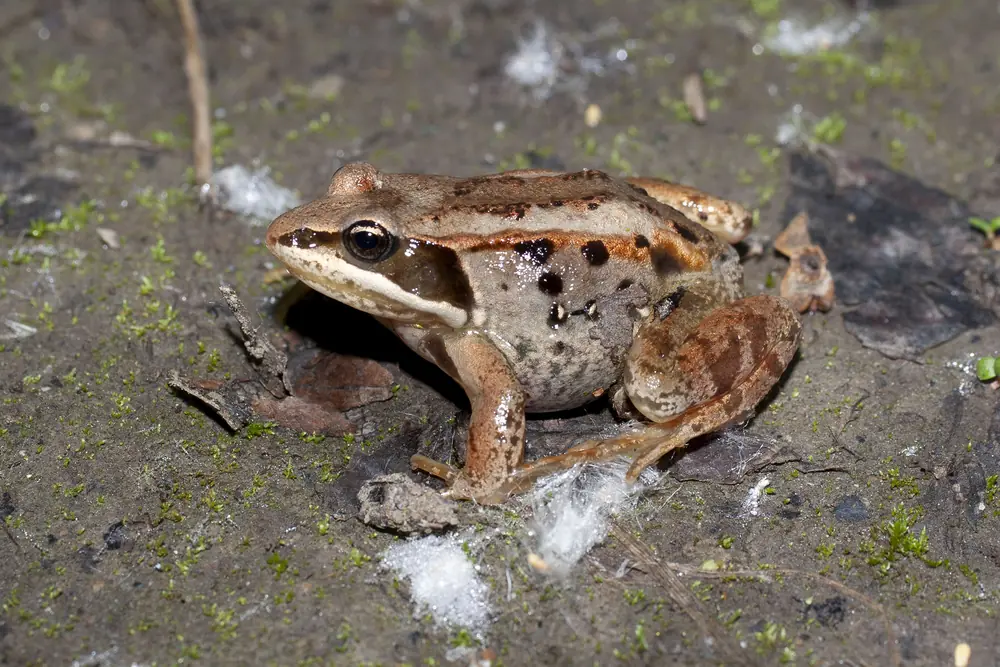 A brown wood frog with a dark eye mask sitting on wet mud dotted with moss and bits of foam
