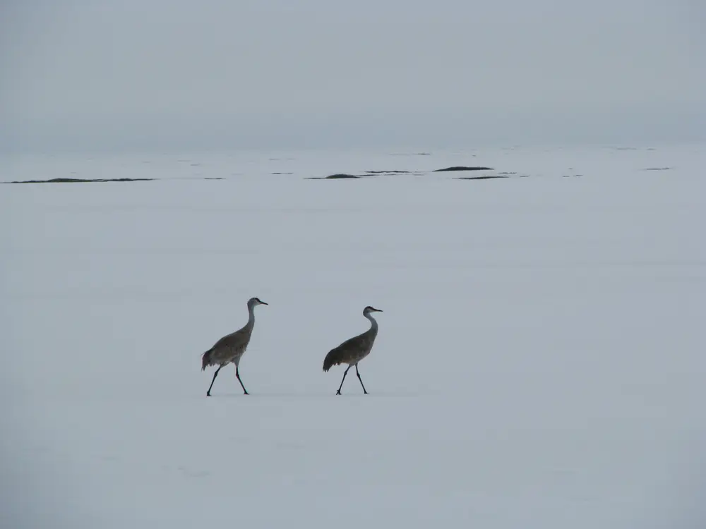 Two sandhill cranes walking across a wide snow-covered frozen expanse under a gray sky