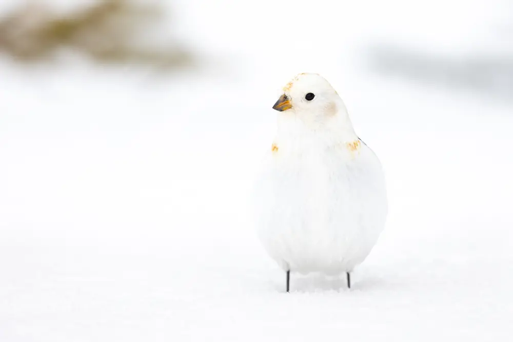 A plump white snow bunting with rusty patches on its head and shoulders standing on bright snow