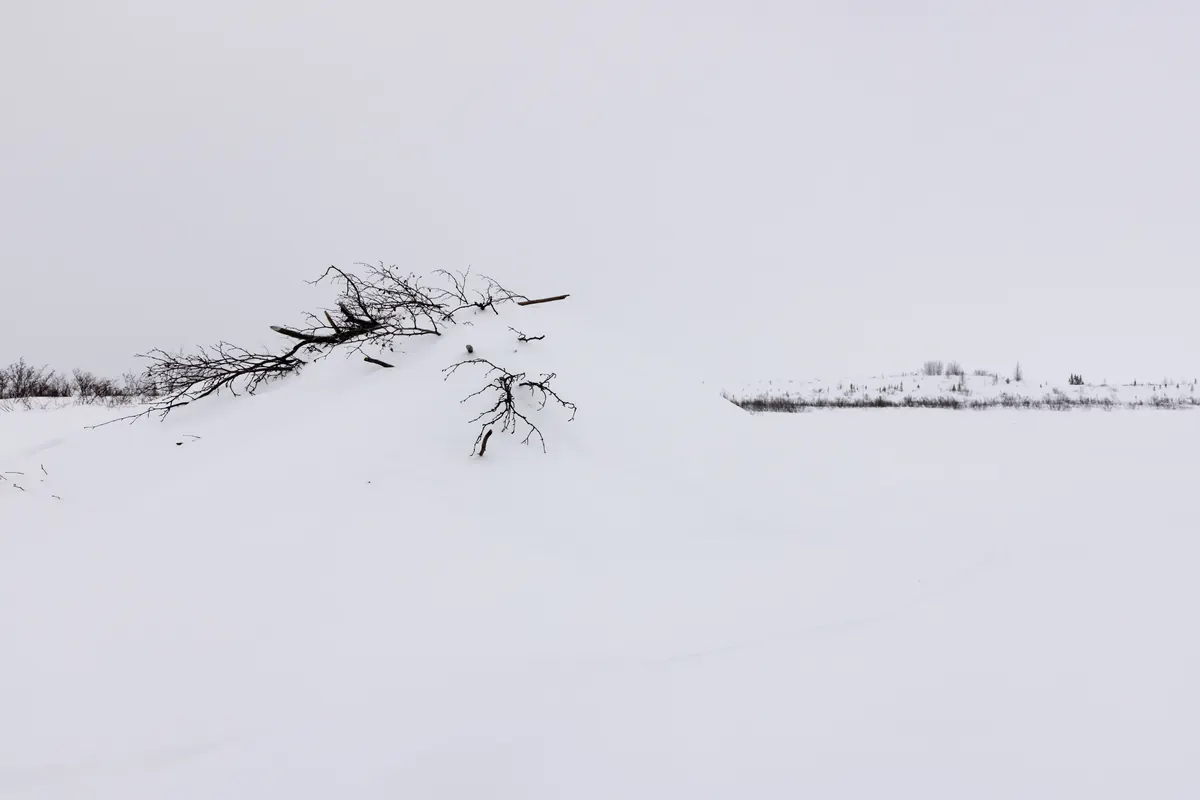 A beaver lodge buried in snow with bare branches sticking out of the top, on a flat white frozen pond