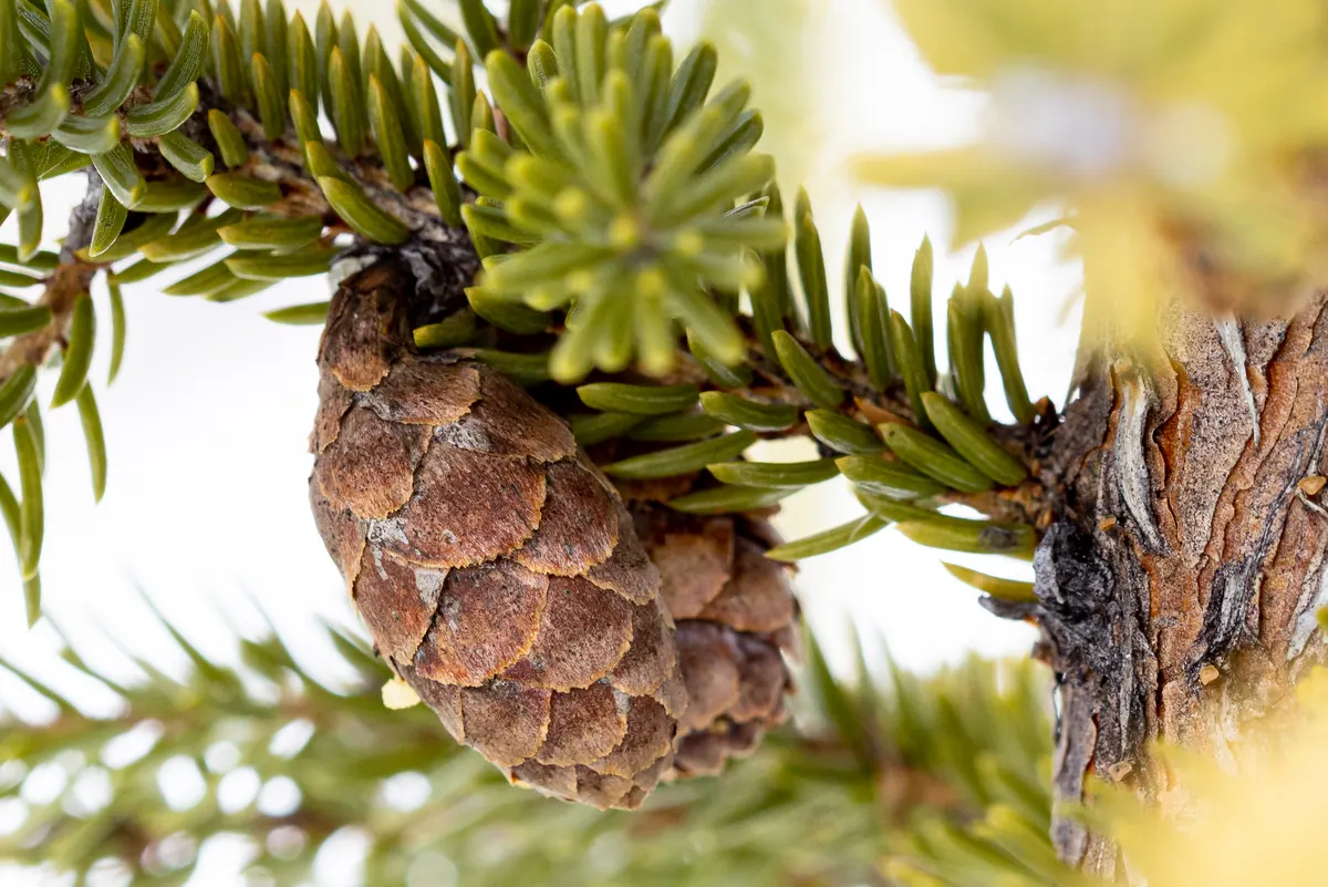 Two small rounded brown cones hanging among short green needles on a black spruce branch, with a pale snowy background