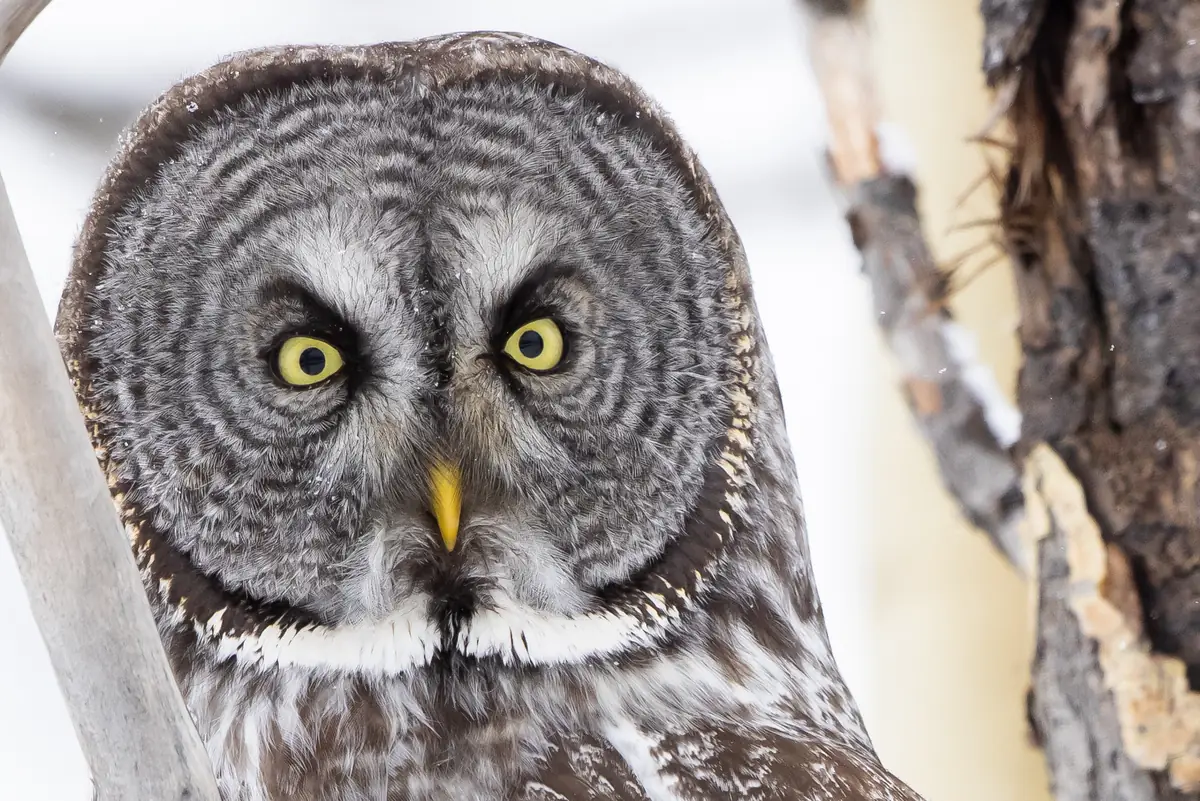 Close-up of a great gray owl’s round gray face with yellow eyes, perched among bare branches with snow behind