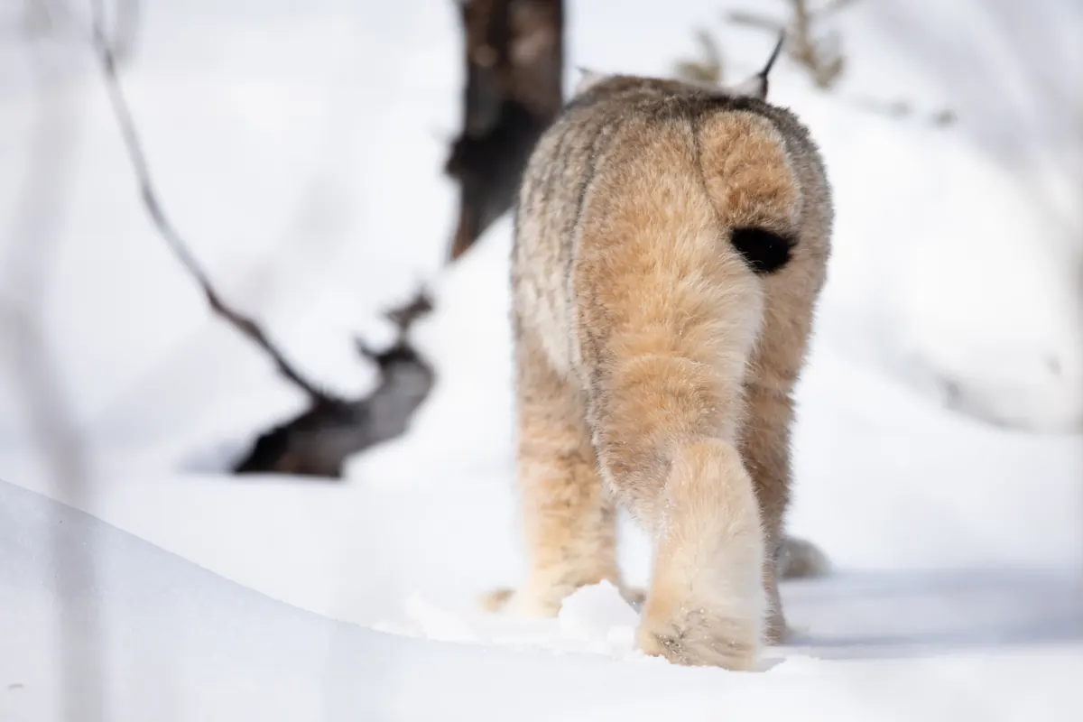 A lynx seen from behind walking away through deep snow, its large furry hind feet visible