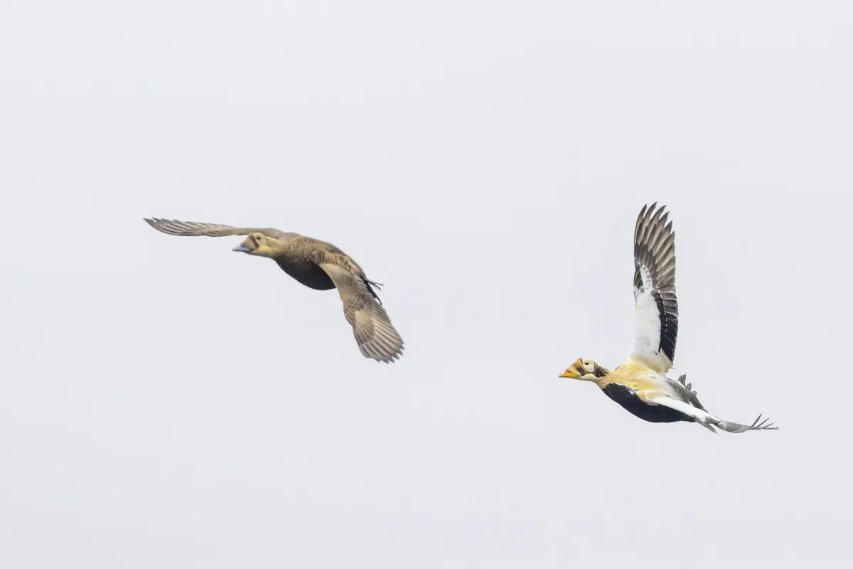 A brown female and a white, black and pale-yellow male spectacled eider flying against a pale sky